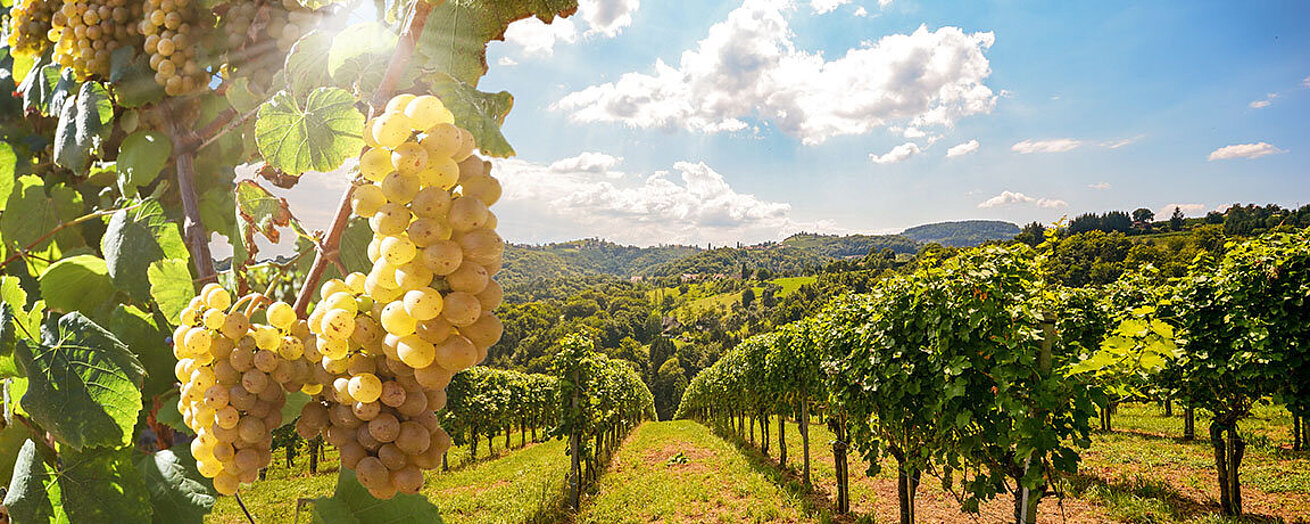 Weinreisen durch Deutschland: Auf den Spuren des edlen Tropfens