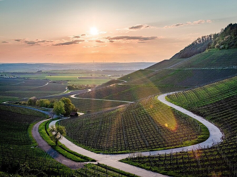 Geschwungene Straße durch Weinberge bei Würzburg mit Blick ins Maintal bei Sonnenuntergang.