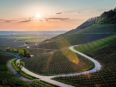 Geschwungene Straße durch Weinberge bei Würzburg mit Blick ins Maintal bei Sonnenuntergang.