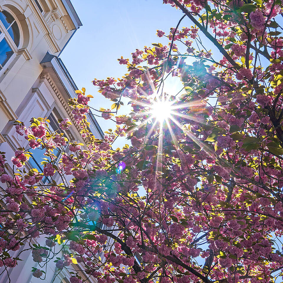 © E. Schittenhelm - AdobeStock.com Sonnenstrahlen durch blühenden Kirschbaum vor historischer Fassade im Frühling