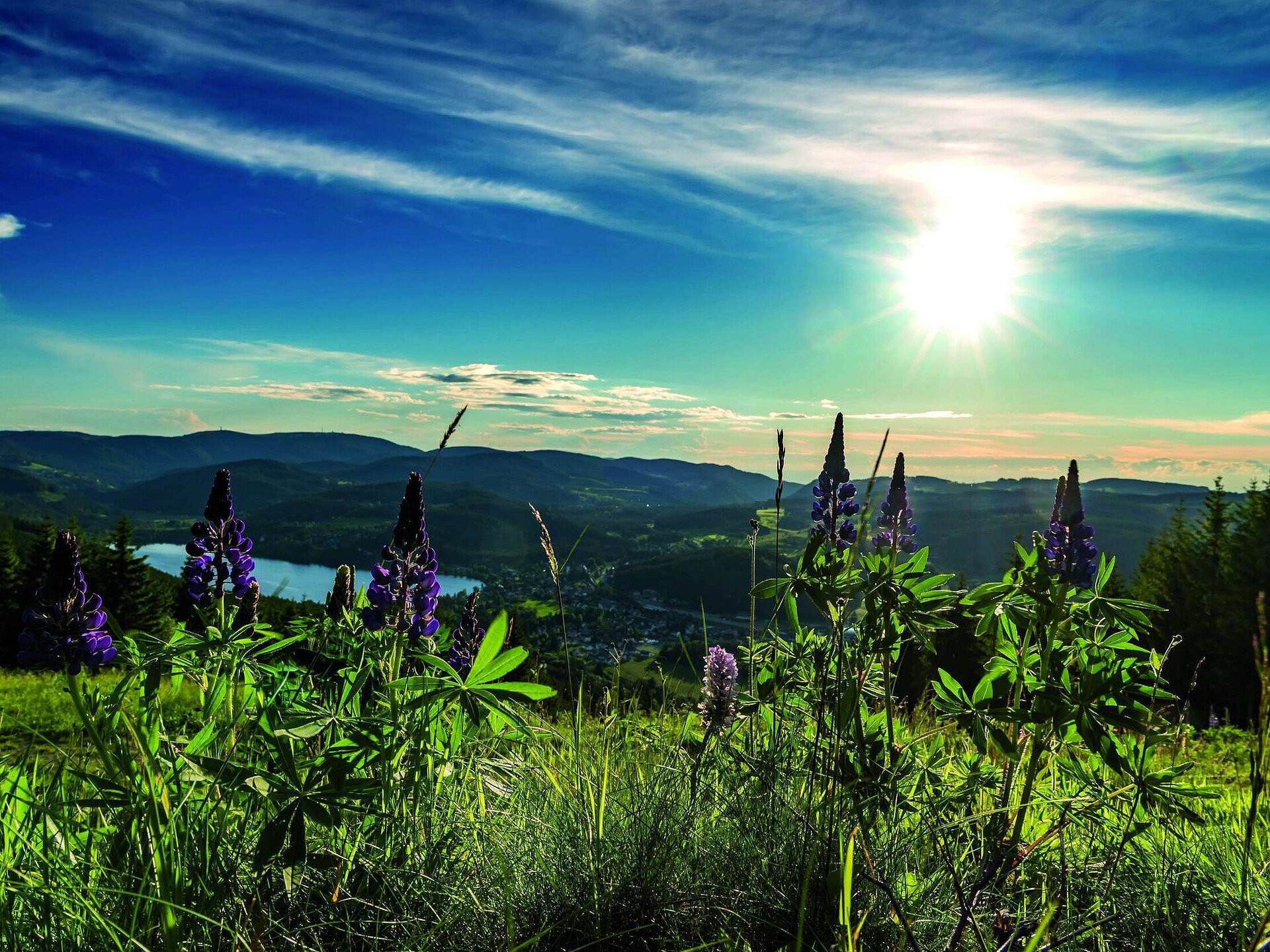 Lupinen im Vordergrund mit Sonnenuntergang über dem Titisee und dem Schwarzwald im Hintergrund