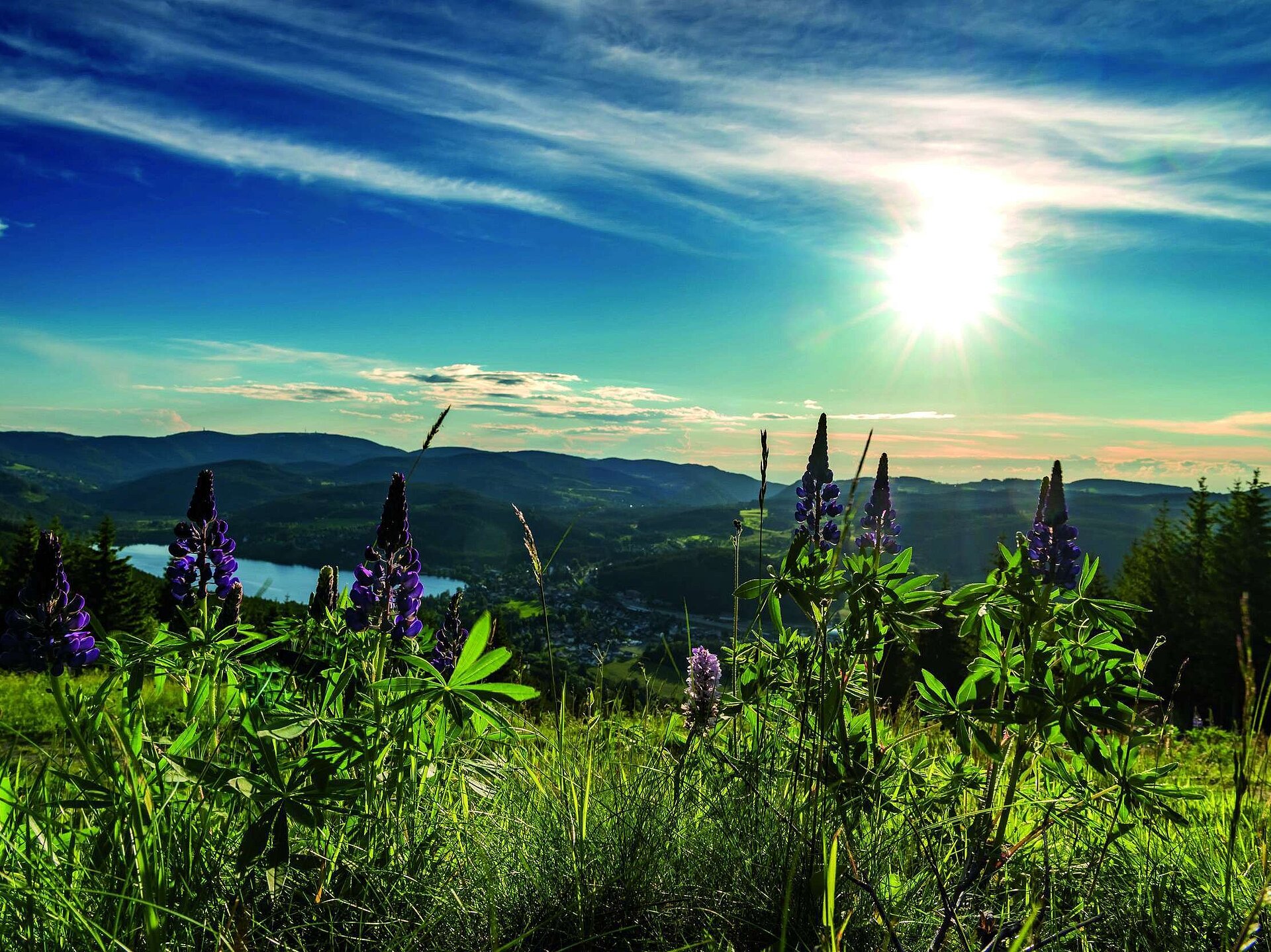 Lupinen im Vordergrund mit Sonnenuntergang über dem Titisee und dem Schwarzwald im Hintergrund