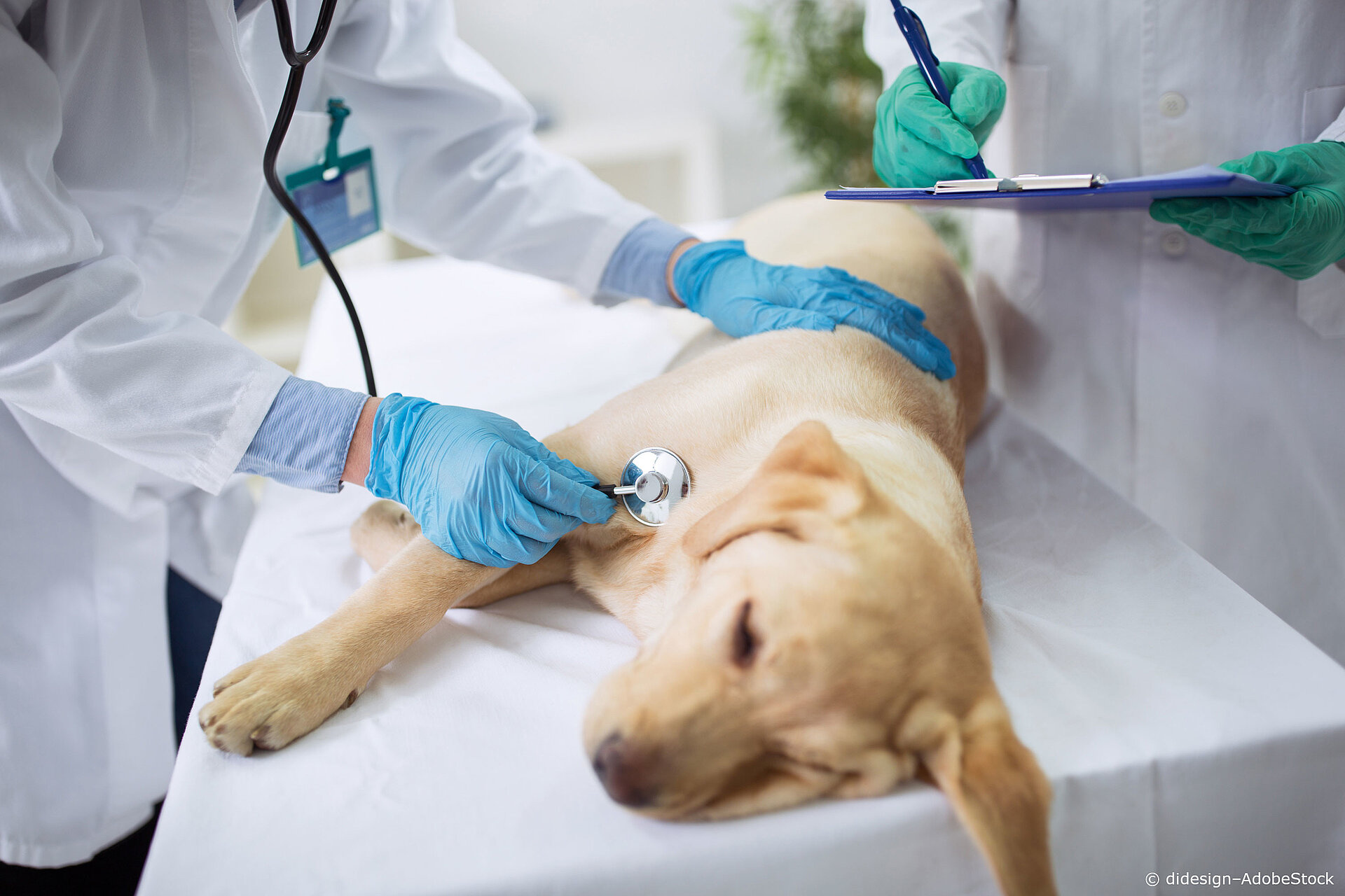 urlaub-mit-dem-hund-tierarzt