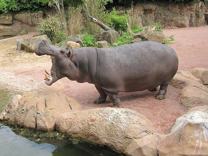 Erlebnis-Zoo Hannover