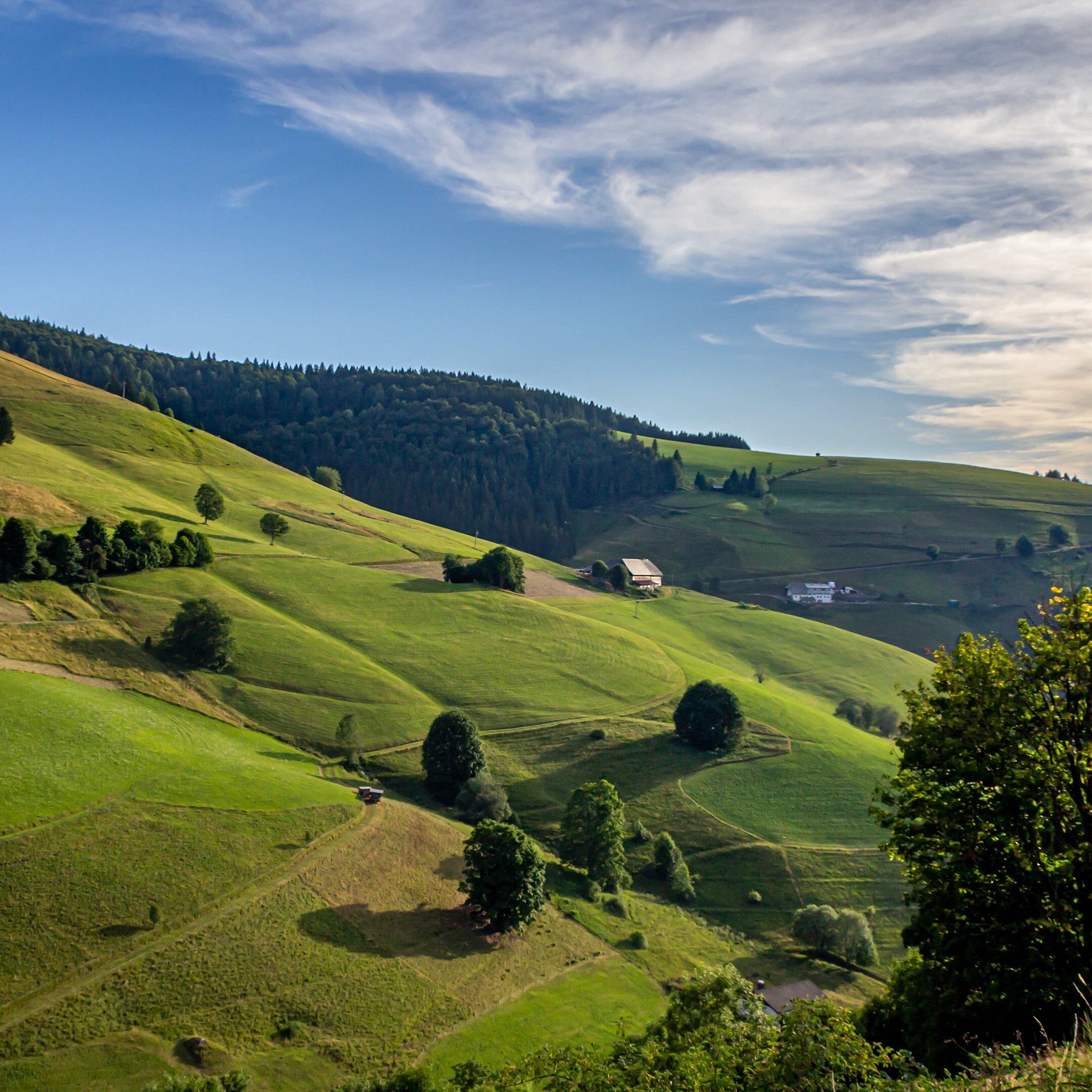 Grüne Hügellandschaft mit Weinbergen, Wiesen und Wegen unter bewölktem Himmel.