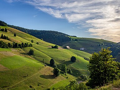 Grüne Hügellandschaft mit Weinbergen, Wiesen und Wegen unter bewölktem Himmel.