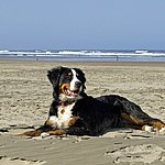 Hund am Strand