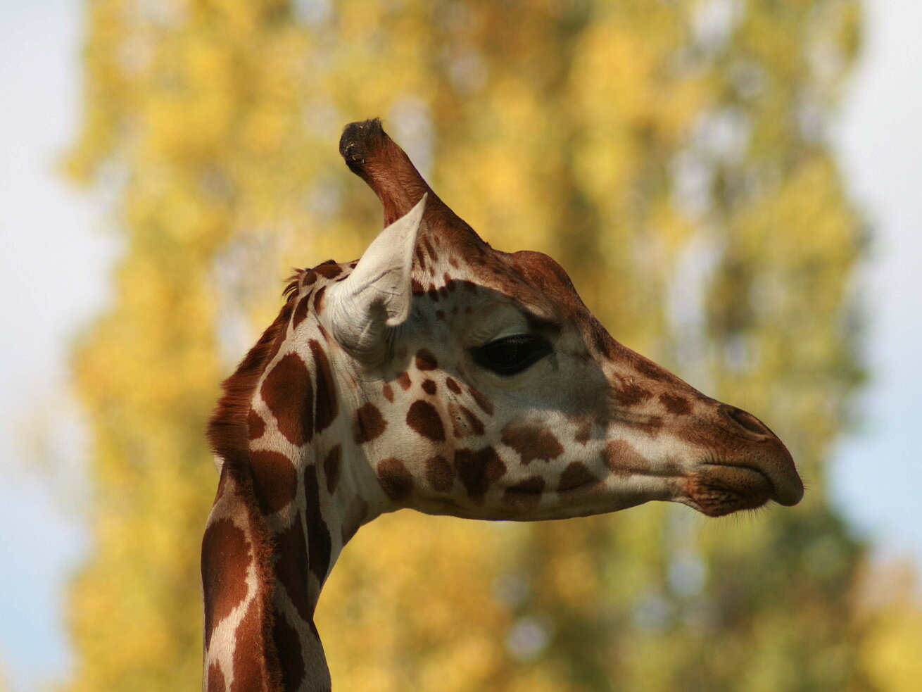 Giraffe im Profil vor unscharfem Hintergrund in natürlicher Umgebung.