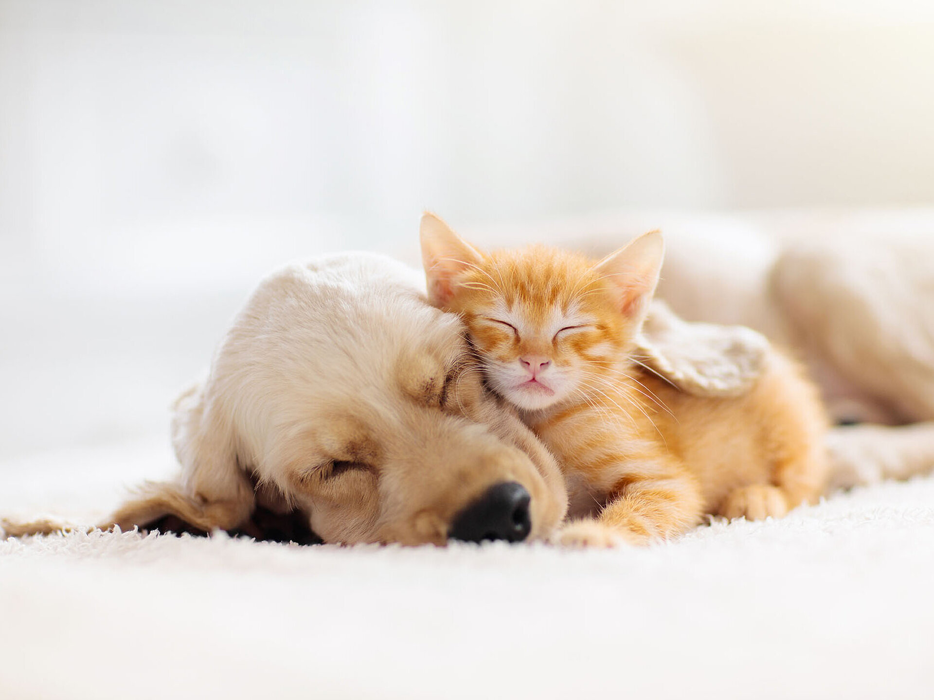 © famveldman - AdobeStock.com © famveldman - AdobeStock.com