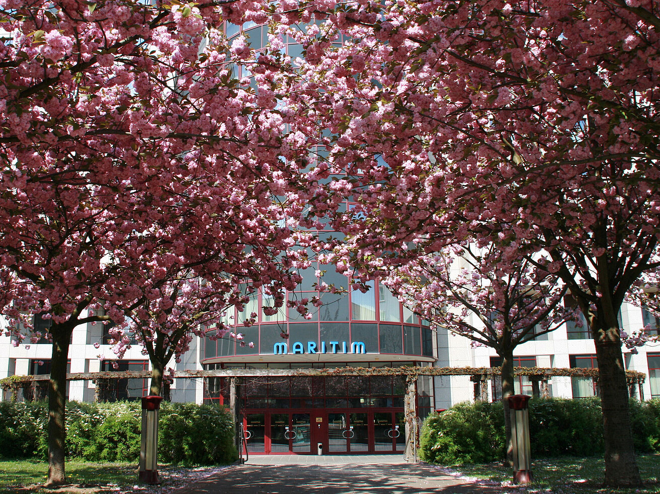 Der Eingang des Maritim Hotel Magdeburg im Frühling, umgeben von blühenden Kirschbäumen.