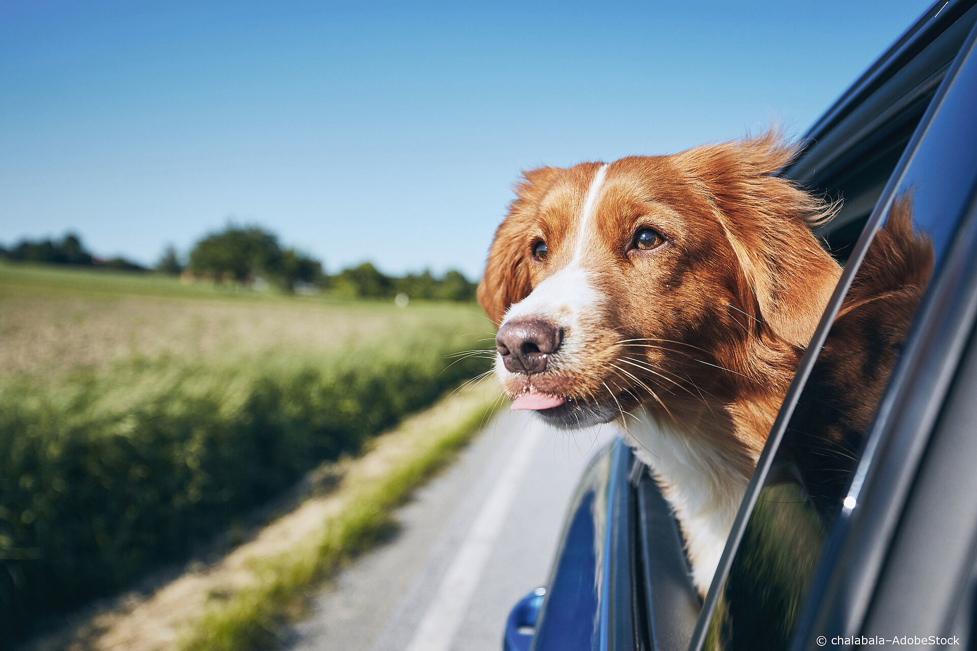 urlaub-mit-dem-hund-beifahrer