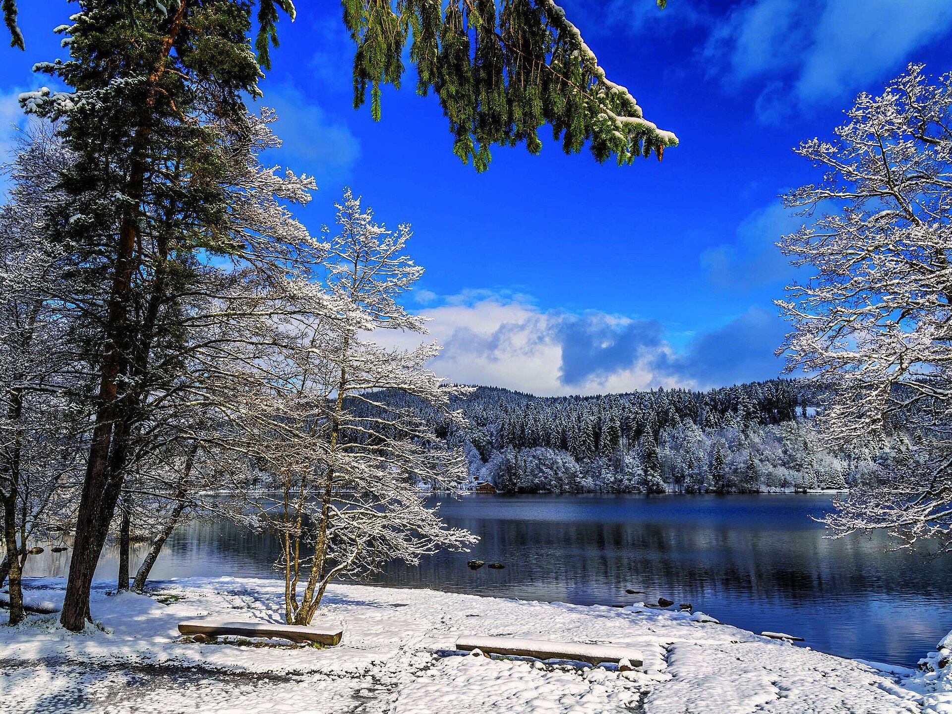 Verschneite Bäume am Ufer des Titisees mit Blick auf den zugefrorenen See und die verschneiten Wälder des Schwarzwalds