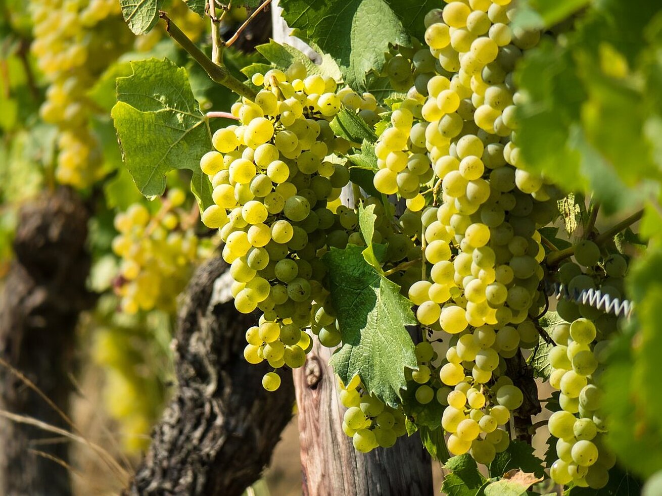 Weißwein Weißwein