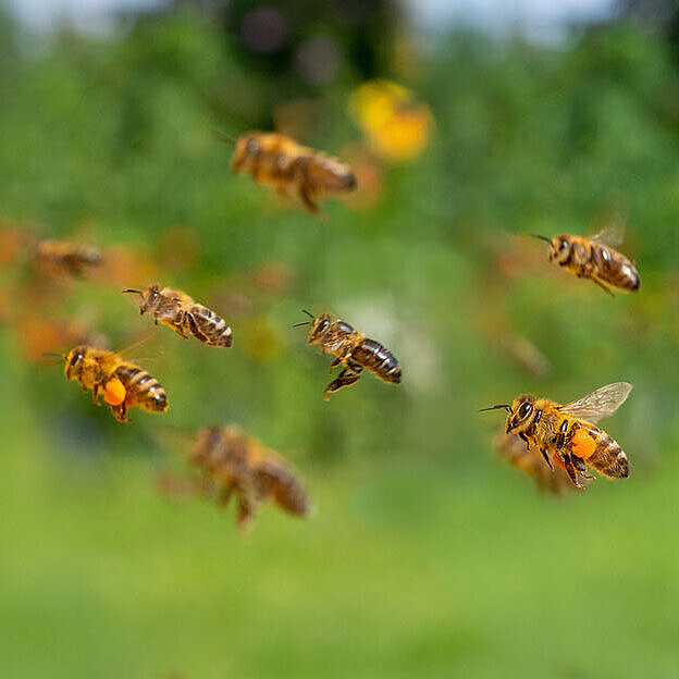 © Vera Kuttelvaserova - AdobeStock.com