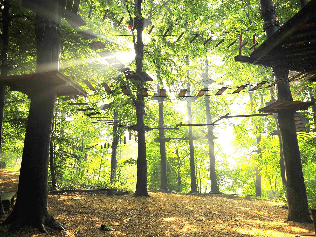Hochseilgarten im Wald mit Kletterparcours zwischen Bäumen im Sonnenlicht