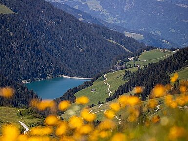 Blick auf den Edersee zwischen bewaldeten Hügeln und blühender Wiesenlandschaft.