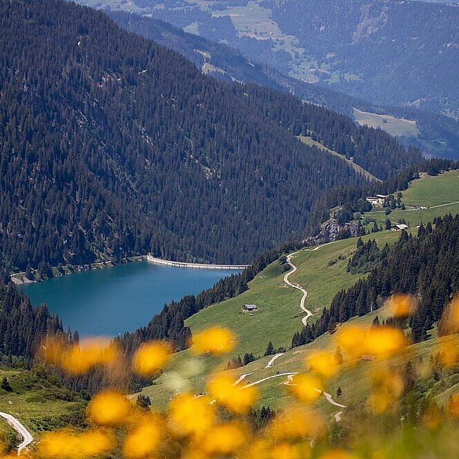 Blick auf den Edersee zwischen bewaldeten Hügeln und blühender Wiesenlandschaft.